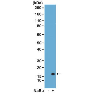 H3K14ac Antibody in Western Blot (WB)