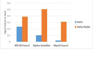 H3K18ac Antibody in ChIP Assay (ChIP)