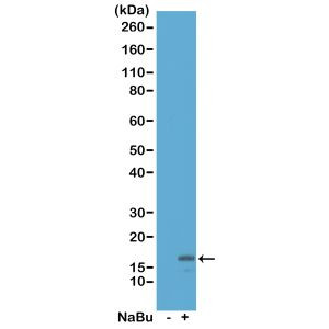 H3K18ac Antibody in Western Blot (WB)