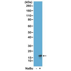 H3K27ac Antibody in Western Blot (WB)