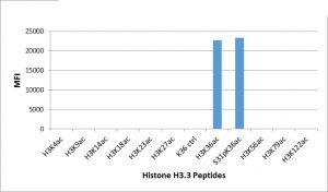 H3K36ac Antibody in Luminex (LUM)