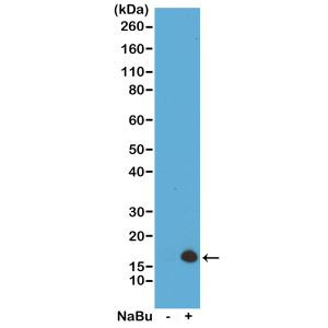 H3K4ac Antibody in Western Blot (WB)