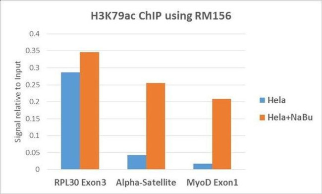 H3K79ac Antibody