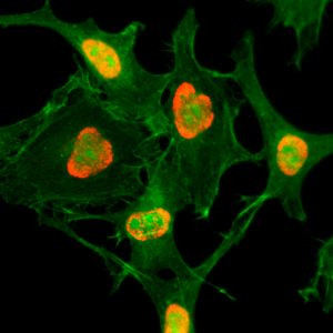 H3K79ac Antibody in Immunocytochemistry (ICC/IF)