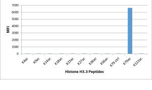 H3K79ac Antibody in Luminex (LUM)