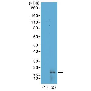 H3K14me2 Antibody in Western Blot (WB)