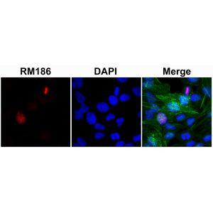 Histone H3 Antibody in Immunocytochemistry (ICC/IF)