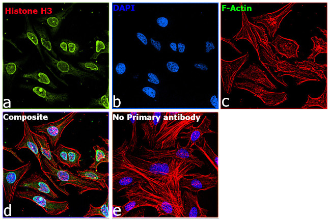 Histone H3 Antibody in Immunocytochemistry (ICC/IF)