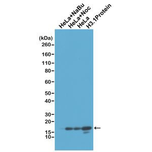 Histone H3 Antibody in Western Blot (WB)