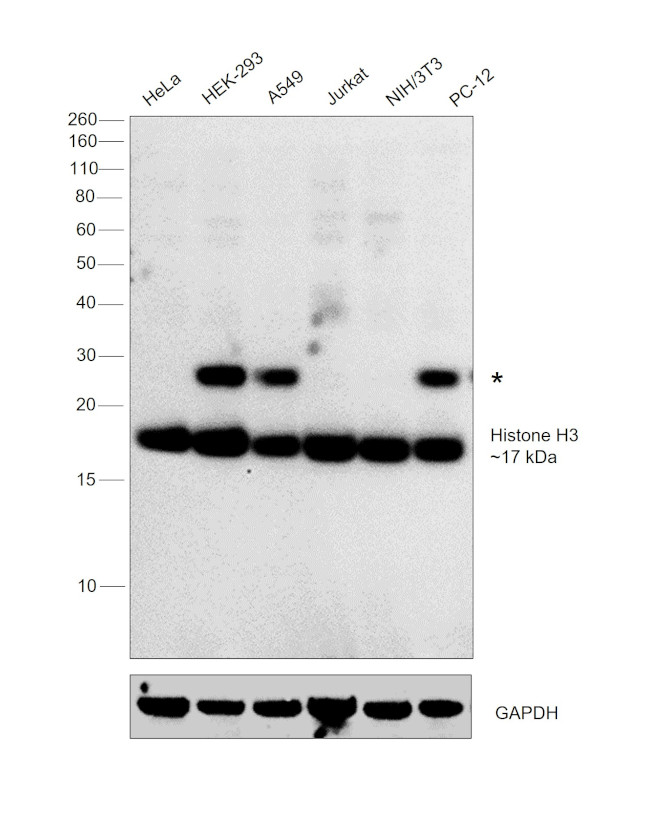 Histone H3 Antibody in Western Blot (WB)