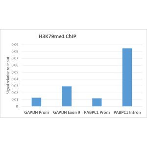 H3K79me1 Antibody in ChIP Assay (ChIP)