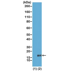 H3K36me3 Antibody in Western Blot (WB)