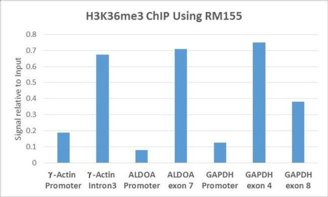 H3K36me3 Antibody