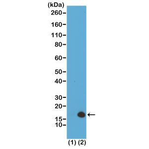 H3K79me3 Antibody in Western Blot (WB)