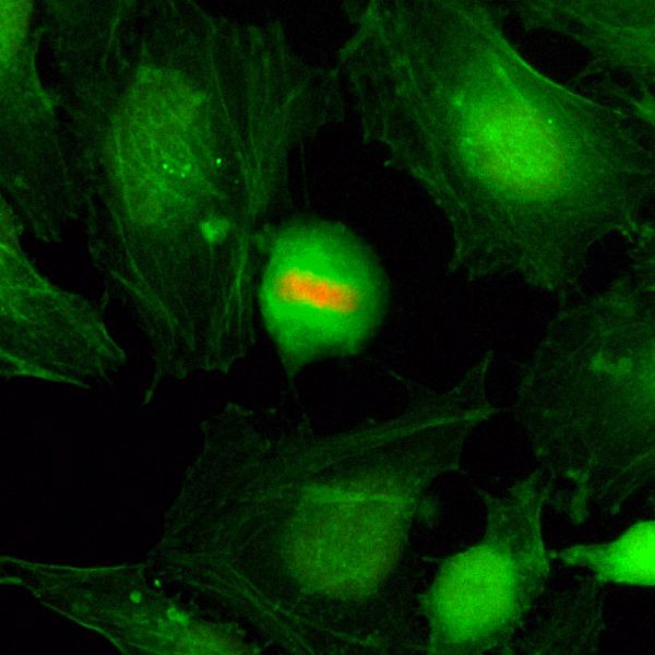 Phospho-Histone H4 (Ser1) Antibody in Immunocytochemistry (ICC/IF)