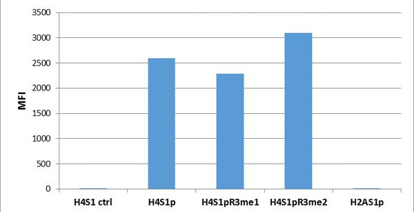 Phospho-Histone H4 (Ser1) Antibody in Luminex (LUM)