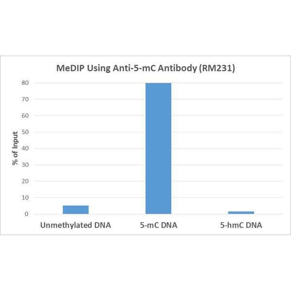 5-Methylcytosine Antibody in Immunoprecipitation (IP)