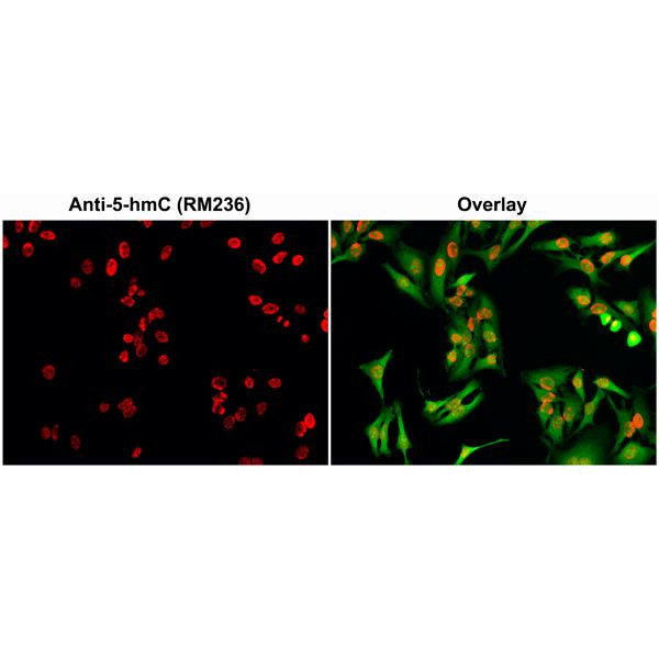 5-Hydroxymethylcytosine Antibody in Immunocytochemistry (ICC/IF)