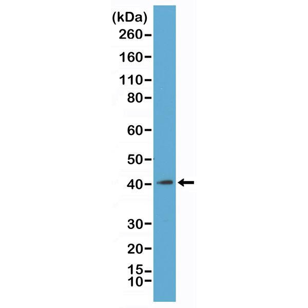 Histone Macro-H2A.1 Antibody in Western Blot (WB)