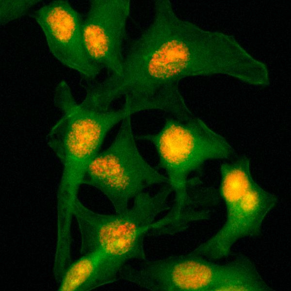 Histone H2B Antibody in Immunocytochemistry (ICC/IF)