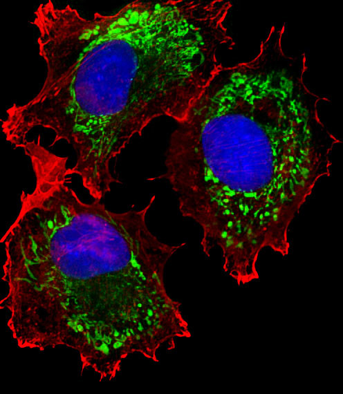 ALDH6A1 Antibody in Immunocytochemistry (ICC/IF)