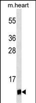 UBL5 Antibody in Western Blot (WB)