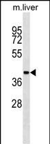 AHCY Antibody in Western Blot (WB)