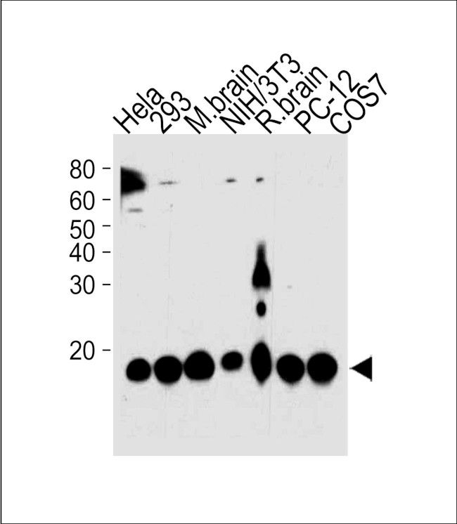 PIN1 Antibody in Western Blot (WB)