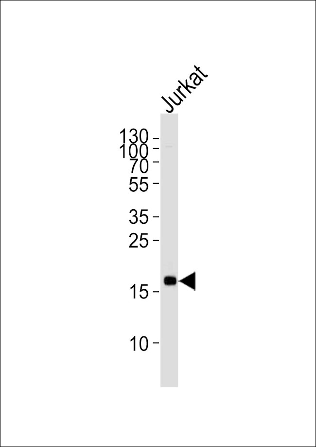 MAFK Antibody in Western Blot (WB)