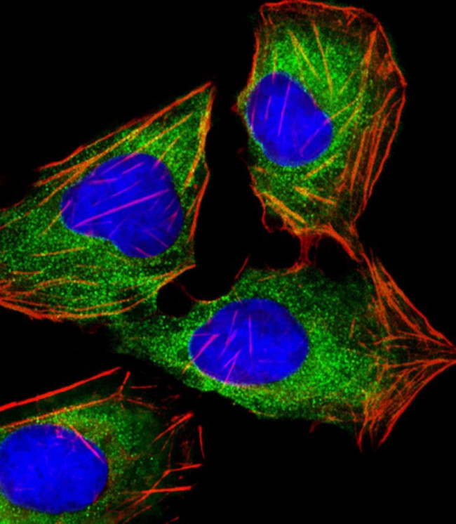 HINT1 Antibody in Immunocytochemistry (ICC/IF)