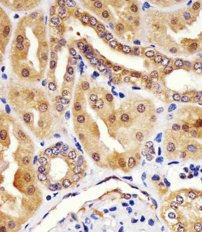 HINT1 Antibody in Immunohistochemistry (Paraffin) (IHC (P))