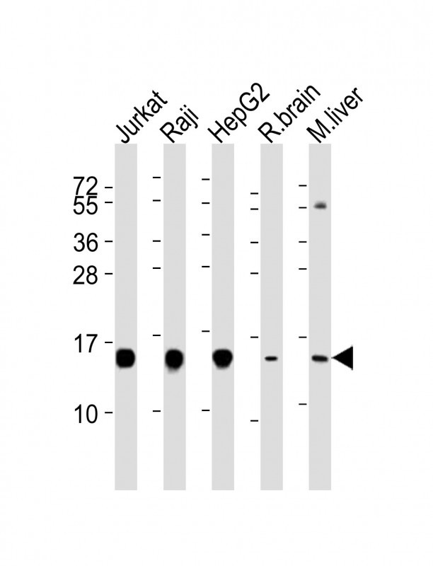 HINT1 Antibody in Western Blot (WB)