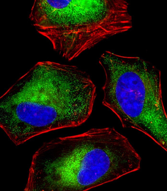 DENR Antibody in Immunocytochemistry (ICC/IF)