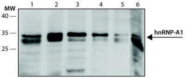 hnRNP A1 Antibody in Western Blot (WB)