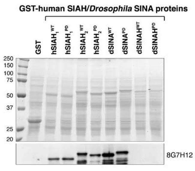 SIAH1/SIAH2 Antibody in Western Blot (WB)