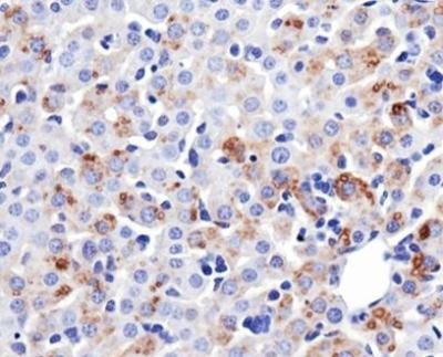 MFN1 Antibody in Immunohistochemistry (Paraffin) (IHC (P))