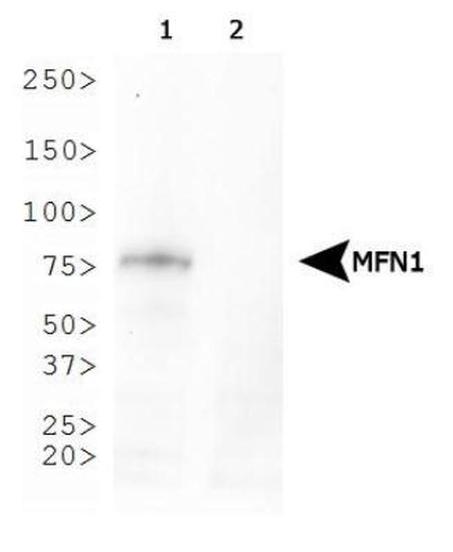 MFN1 Antibody in Western Blot (WB)