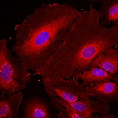 14-3-3 eta Antibody in Immunocytochemistry (ICC/IF)