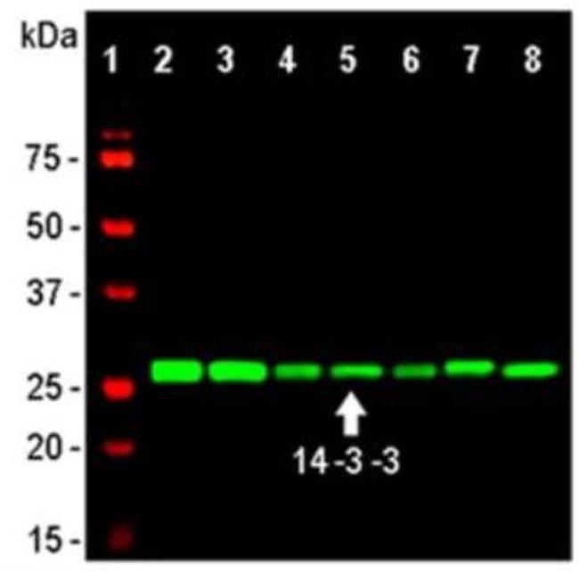 14-3-3 eta Antibody in Western Blot (WB)