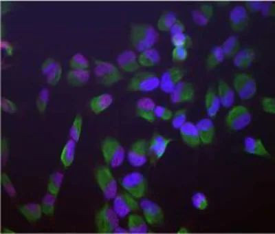 SF3B4 Antibody in Immunocytochemistry (ICC/IF)