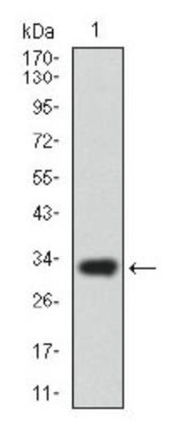 ABCG5 Antibody in Western Blot (WB)