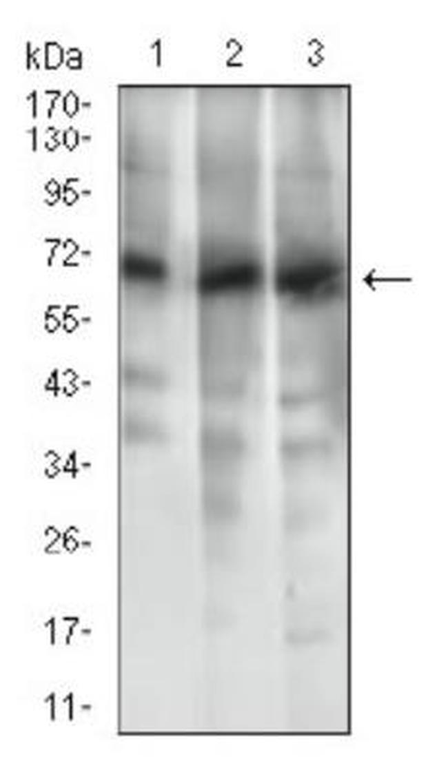 ABCG5 Antibody in Western Blot (WB)
