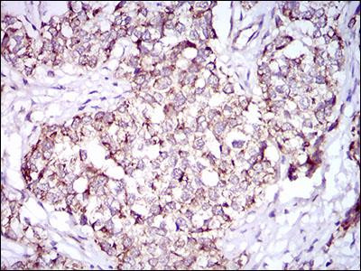 PON1 Antibody in Immunohistochemistry (Paraffin) (IHC (P))