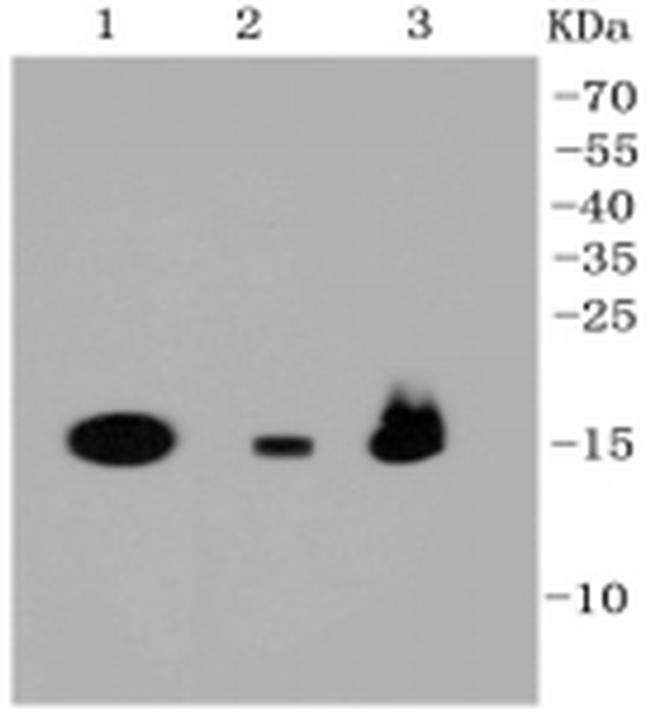 TSPO Antibody in Western Blot (WB)