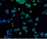 ALPL Antibody in Immunocytochemistry (ICC/IF)