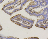 ALPL Antibody in Immunohistochemistry (Paraffin) (IHC (P))