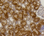 ALPL Antibody in Immunohistochemistry (Paraffin) (IHC (P))