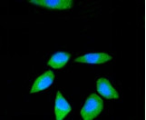 RPS3 Antibody in Immunocytochemistry (ICC/IF)