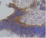 IRF1 Antibody in Immunohistochemistry (Paraffin) (IHC (P))