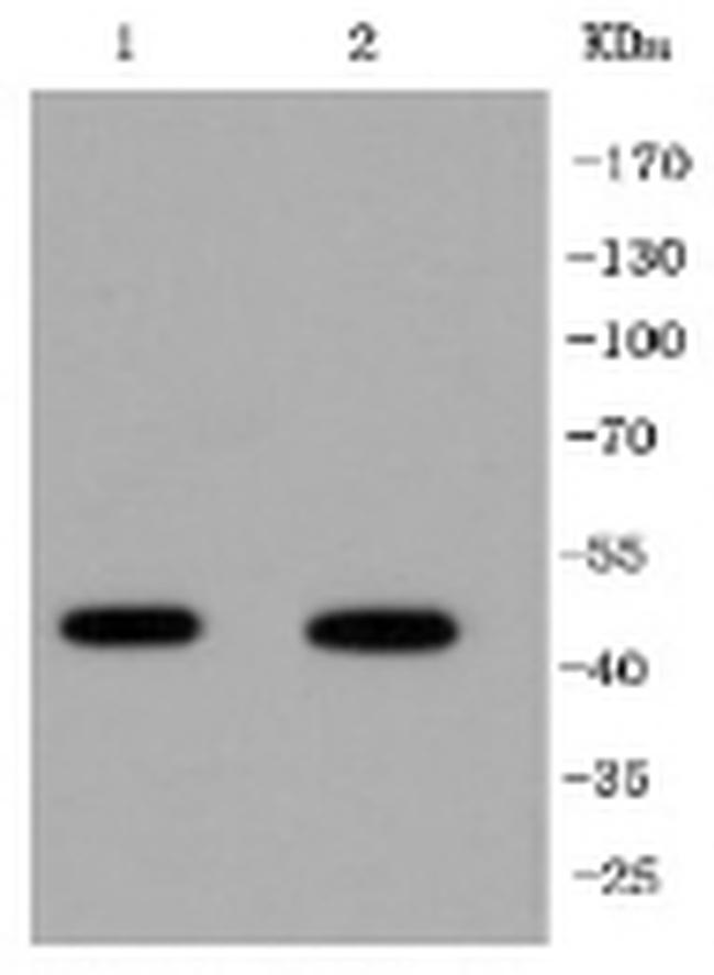 IRF1 Antibody in Western Blot (WB)